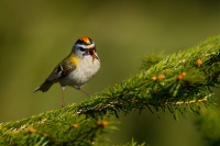 Kralicek ohnivy - Regulus ignicapilla - Firecrest 4032